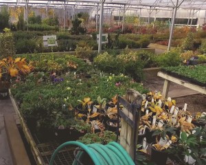 precure nursery garden center greenhouse