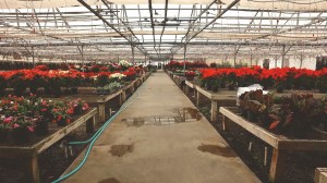 precure nursery garden center poinsettias